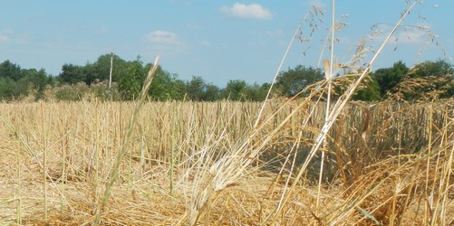 Sommerhitze